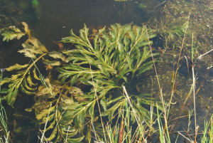 Spiegelndes Laichkraut (Potamogeton lucens)