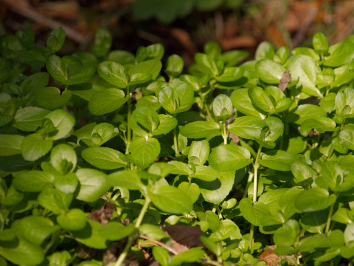 Bachehrenpreis (Veronica beccabunga)