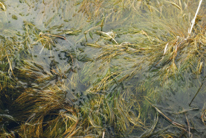 Kammförmiges Laichkraut (Potamogeton pectinatus)