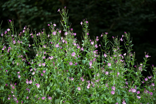 Zottiges Weidenröschen (Epilobium hirsutum)