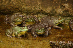 American bullfrog (Lithobates catesbeianus)