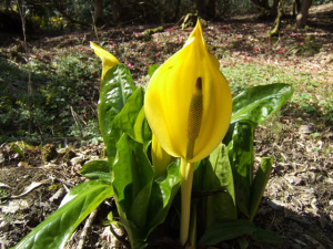 Amerikanischer Stinktierkohl in Blüte  (Lysichiton americanus)