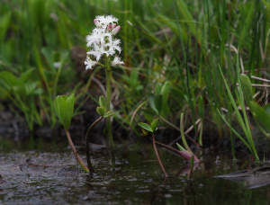 Fierberklee (Menyanthes trifoliata)