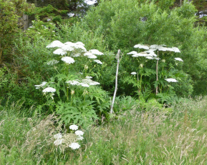 Riesennbärenklau (Heracleum mantegazzianum)