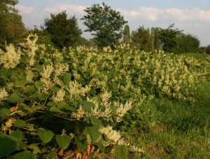 Habbitus of Japanese knotweed