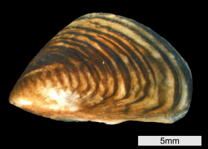 Quagga mussel (Dreissena bugensis)