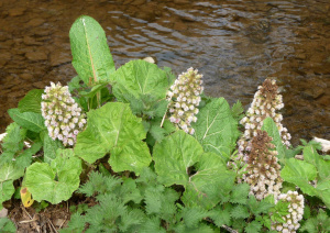 Gemeine Pestwurz (Petasites hybridus)