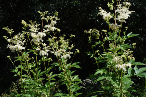 Echtes Mädesüß (Filipendula ulmaria)