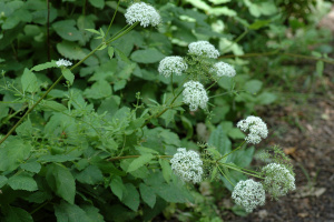 Gewöhnlicher Girsch (Aegopodium podagraria)