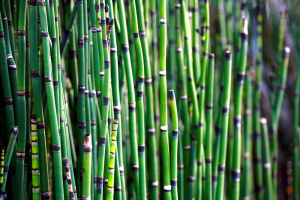 Teichschachtelhalm (Equisetum fluviatile)