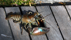 The signal crayfish