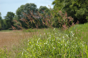 Rohrglanzgras (Phalaris arundinacea)