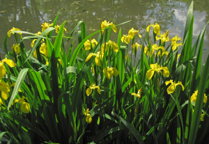 Sumpf-Schwertlilie (Iris pseudacorus)