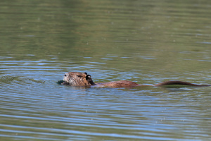 Nutria (Myocastor coypus)