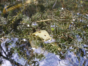 Schmalblättrige Wasserpest  (Elodea nuttalli)