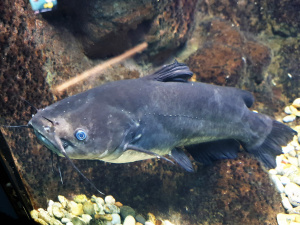 Schwarzer Zwergwels (Ameiurus melas)