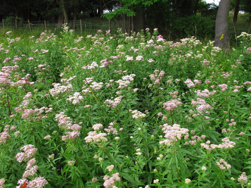 Gewöhnlicher Wasserdost (Eupatorium cannabinum)
