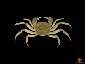 Chinese mitten crab (Eriocheir sinensis)