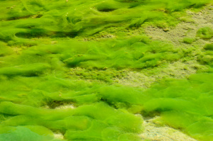 Grünalge (Spirogyra)