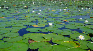 Wohlriechende Seerose (Nymphaea odorata)