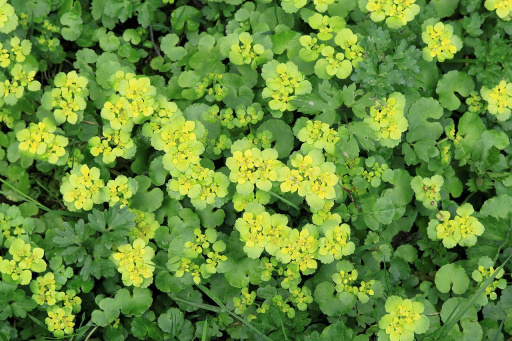 Milzkräuter (Chrysosplenium)