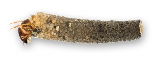 &quot;Sericostoma personatum larva&quot; by Hallvard Elven, Naturhistorisk museum, Universitetet i Oslo is licensed under CC BY 4.0. 